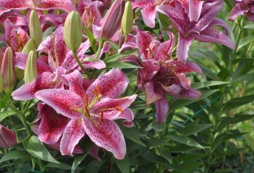 History of natural pigments