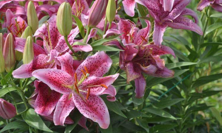 History of natural pigments